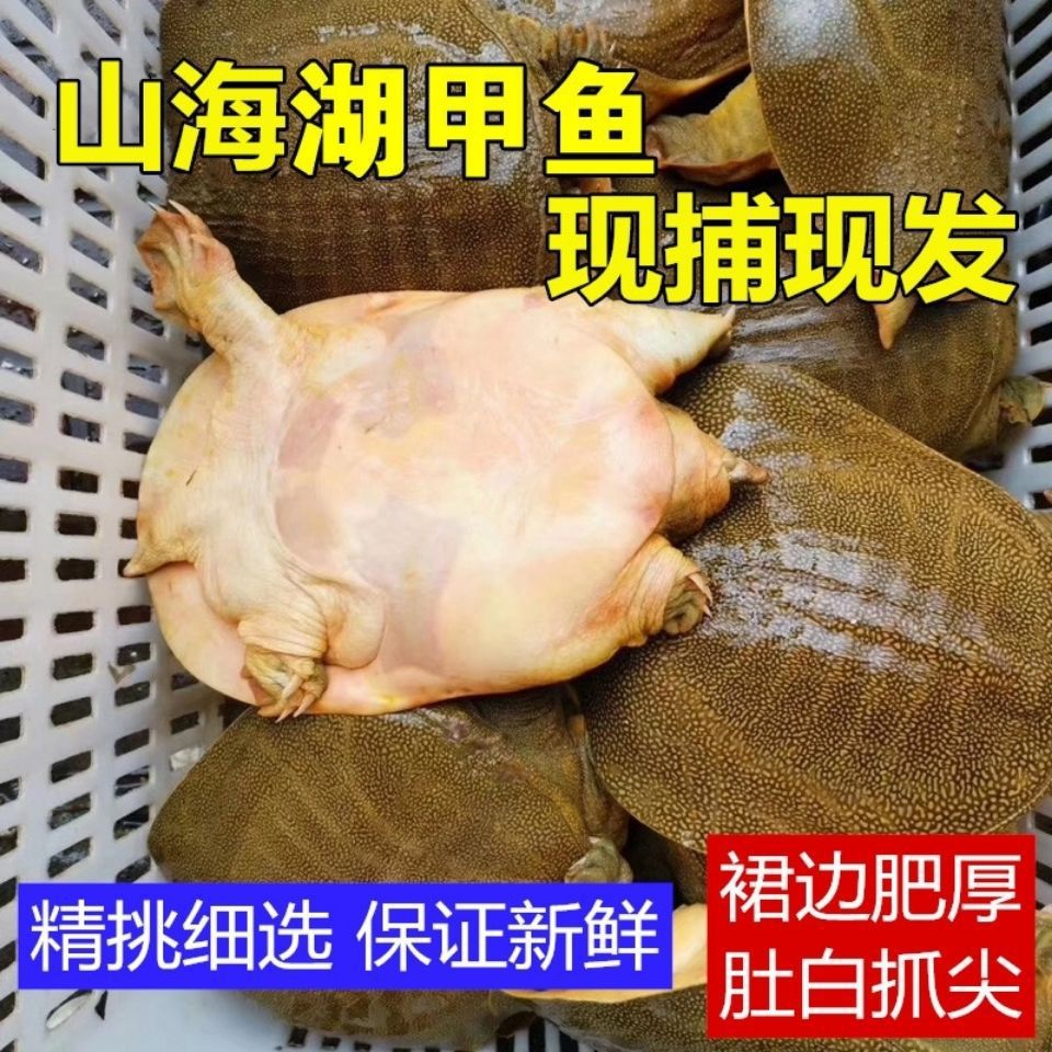 外塘放养甲鱼鲜活野生王八活体中华鳖生态新鲜天然食用水鱼礼盒