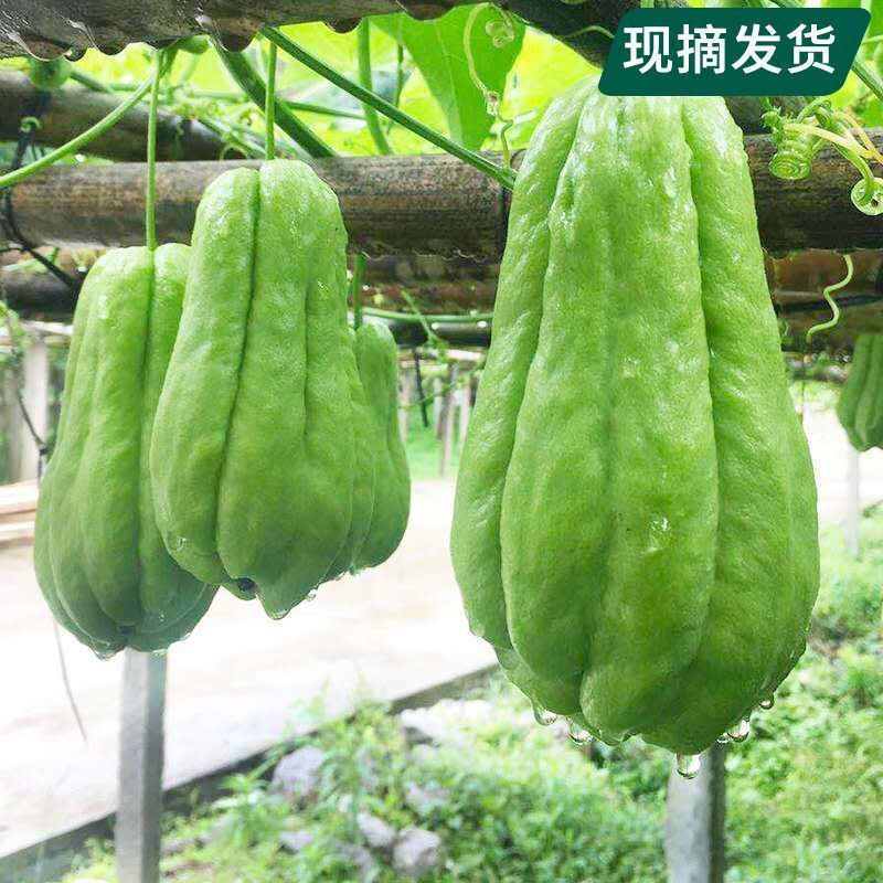 Bergamot Yunnan Chayote fresh 10 wholesale Fresh vegetables Handrail Harvest 1