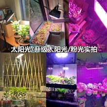 ֲ���a������V��ꖹ����ִ���Gֲ�����߹����L��ˮ�ݟ���ˮ