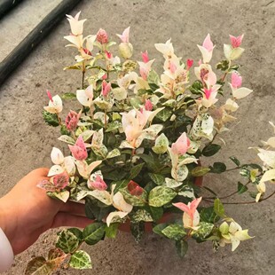 ���~�jʯ���Բ�ɫ�~���~���S���䌍����ֲ���ļ������̨ͥԺ�Gֲ