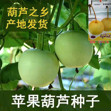 苹果葫芦种子大全原装迷你小圆形小胡葫芦种籽可食用四季蔬菜种子