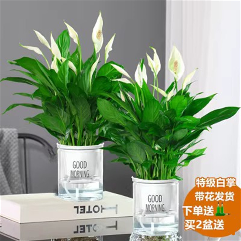 화분 2개에는 꽃이 있는 특급 흰색 야자나무(굿모닝 화분) 5~8그루 + 영양액을 권장합니다.