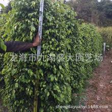 福建漳州批发垂叶榕 柱形垂叶榕价格 园林绿化行道树精品垂叶榕