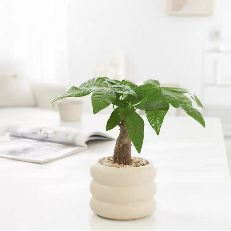 发财树盆栽植物室内客厅好养办公室水培绿植小盆景小盆栽花赵之吴