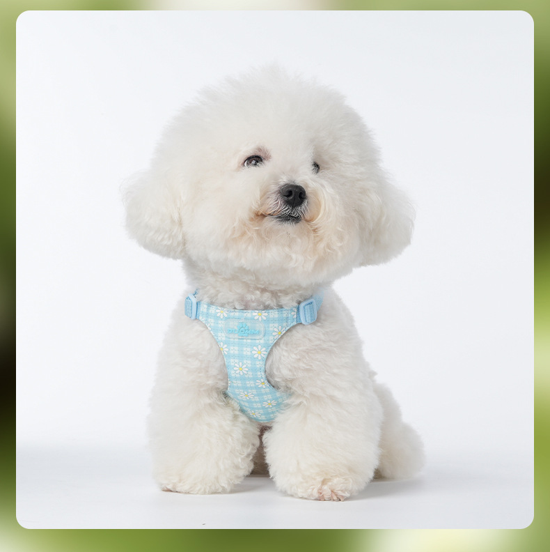 Daisy Geschirr Und Leinen Set Für Hunde Und Bichon Frise_voghion.com