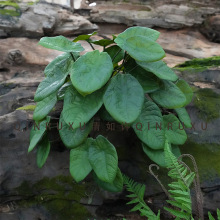 厂家批发仿真观叶植物甜心皇后彩叶芋加厚苹果叶小盆栽室内植物
