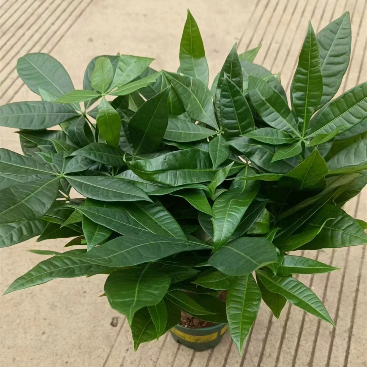0,5 галлона пятиполюсное богатое дерево в горшке растение легко жить в помещении гостиная зеленое растение вечнозеленые цветы в горшке