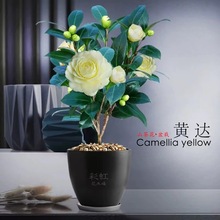 山茶花树苗盆栽四季花卉五色赤丹浓香植物阳台庭院室内外耐热耐寒