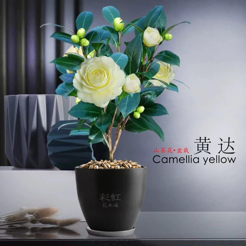 山茶花树苗盆栽四季花卉五色赤丹浓香植物阳台庭院室内外耐热耐寒