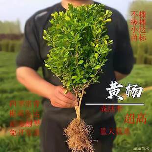 һ�����lС�~�S�������ͥԺ�G�h�����S�����窚�U�S�������~�S