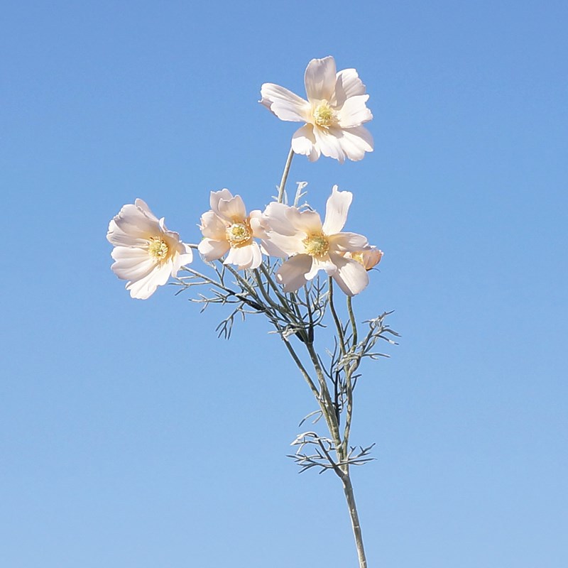 라이트 샴페인 5672 #