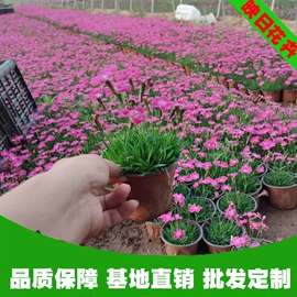 宿根花卉;盆栽;一二年生花卉