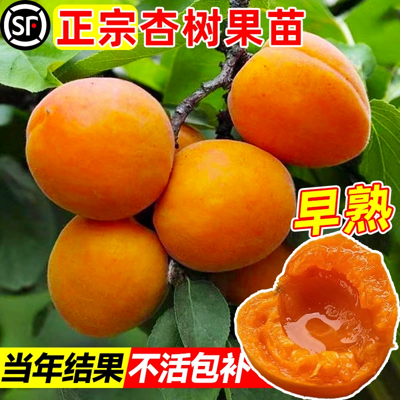 Саженцы абрикоса, привитые в горшках, раннеспелые живые саженцы зимнего абрикоса Golden Sun Oil Kate, подходят как для северных, так и для южных садов, в одном году дают плоды.