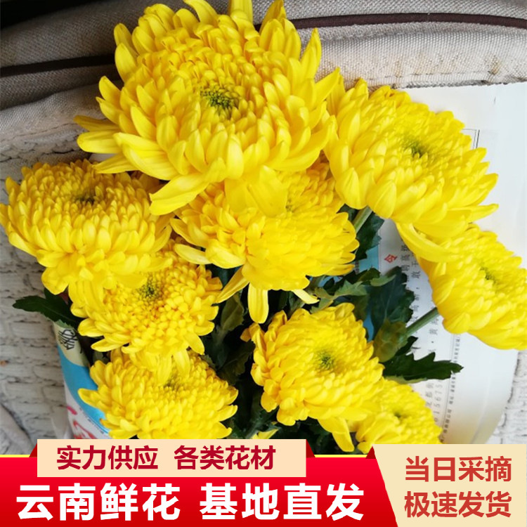 Yellow Chrysanthemums, White Chrysanthemums, Yunnan Kunming Flowers, Large Chrysanthemum Flowers Wholesale, Qingming Festival Worship, Tomb Worship, Ancestor Worship Yellow Chrysanthemums, White Chrysanthemums, Yunnan Kunming Flowers, Large Chrysanthemum Flowers Wholesale, Qingming Festival Worship, Tomb Worship, Ancestor Worship