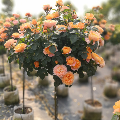 주스 발코니 (폭발 추천) 지속적으로 꽃