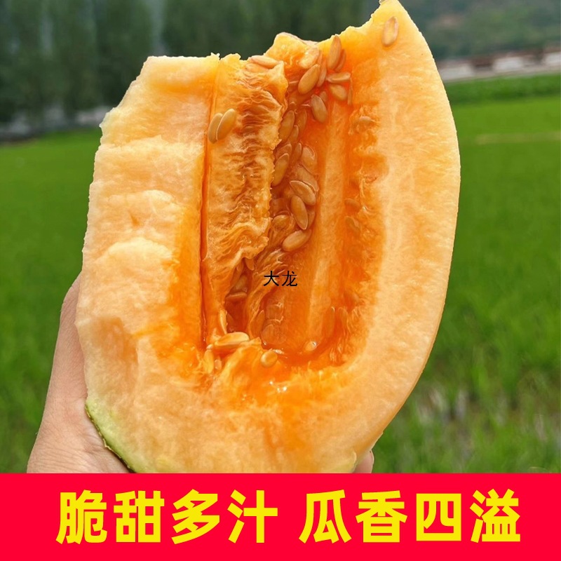 Fresh Xinjiang Hami melon seasonal fruit one box whole box Turpan Xizhou honeydew sweet melon 8 jin large bag