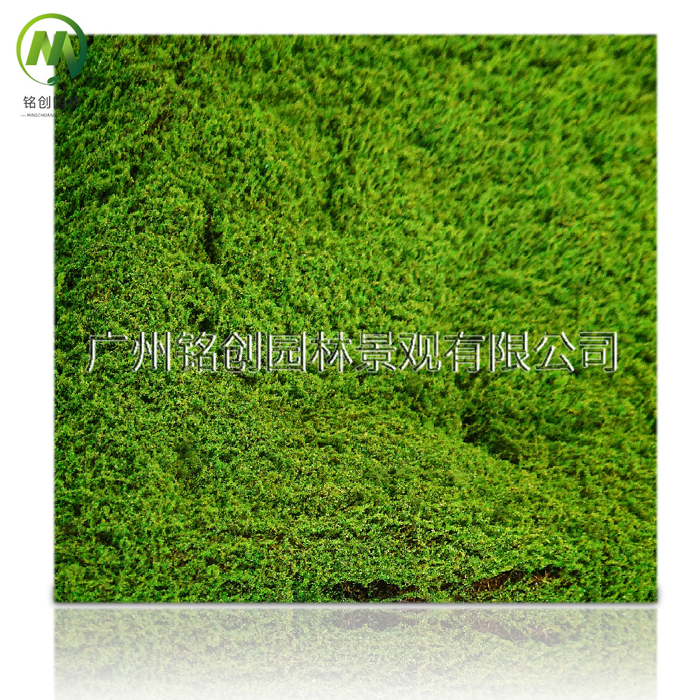 Simulación de decoración de micropaisaje de musgo, césped de musgo falso, musgo filamentoso, plantación verde, simulación de paisajismo, musgo