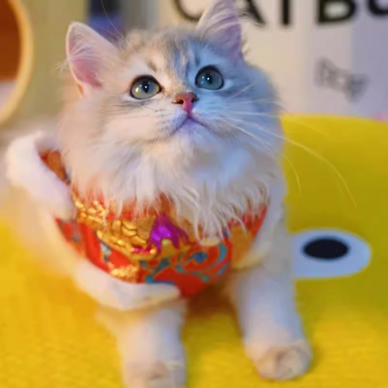 Ropa de Año Nuevo para gatos en invierno engrosado vestido de China mascota gatito gato muñecas de otoño y invierno gato azul camisa de Año Nuevo