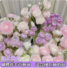 ��ëݢ�N����ĵ���N���ذ����~ĵ���ļ��׷N�׻�ֲ�����Ի��ܷN��