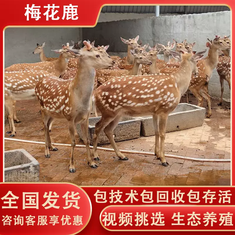 成年梅花鹿出售鹿仔鹿苗价格批发家养梅花鹿幼崽出售观赏活鹿价格
