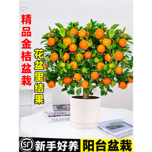 ��ۘ����ļ���Ƥ������ڎ������Կ�ʳ���҃����̨�Nֲ���B�׻�