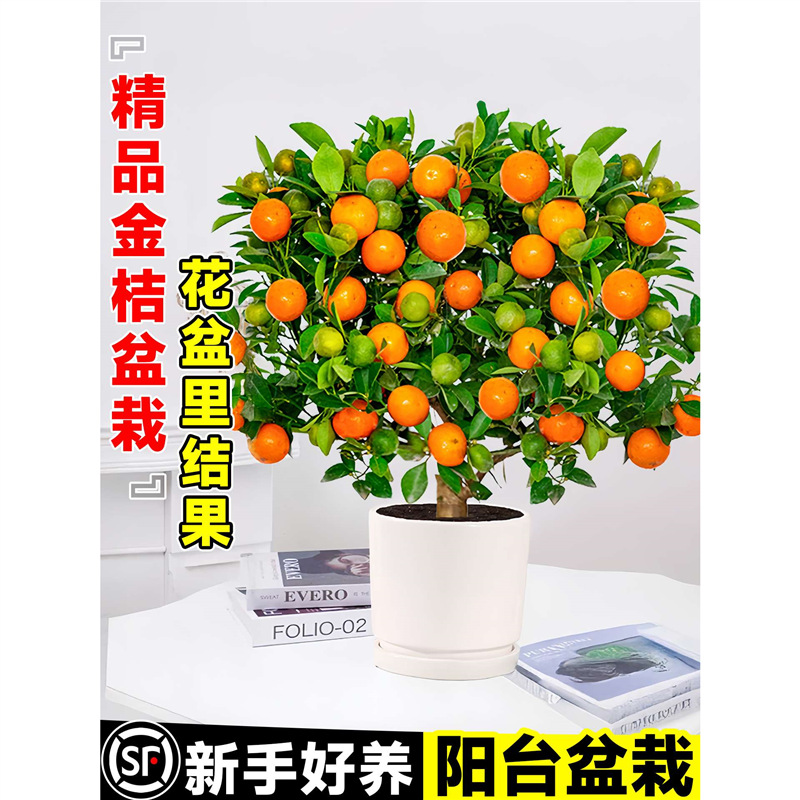 金桔树苗四季脆皮果树果期带果盆栽可食用室内外阳台种植好养易活