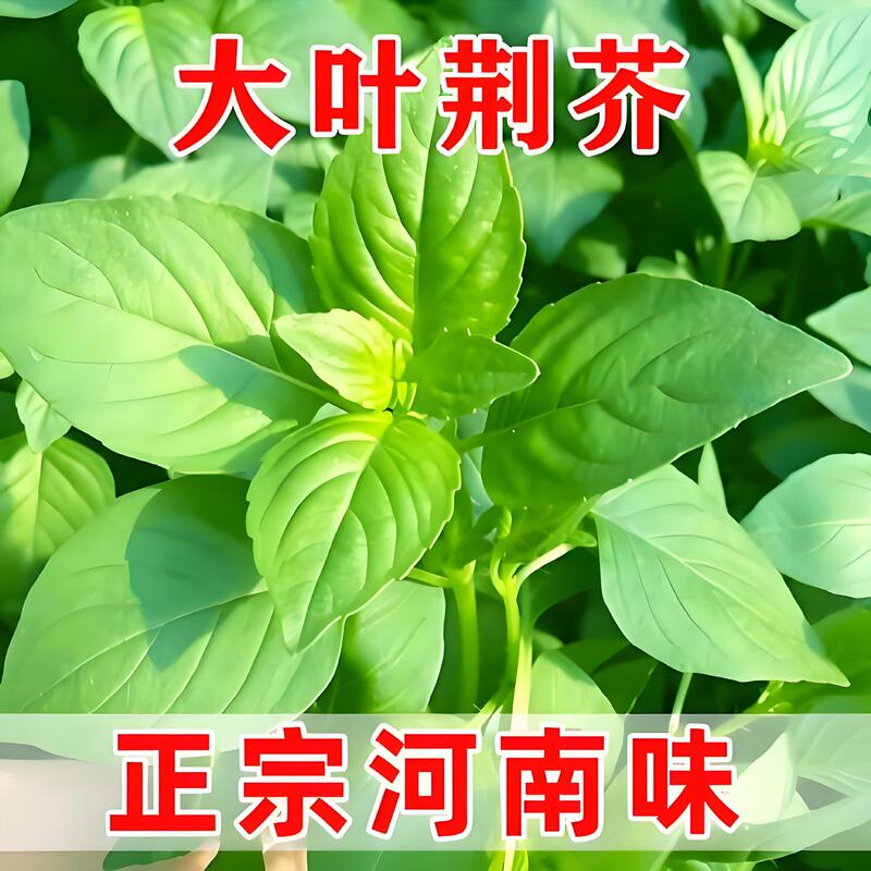 Nepeta Seeds, Large-Leaf Henan Basil Seeds, Spring & Fall Rapeseed Seeds, Four-Season Amaranth, Chinese Cabbage Seeds, Vegetable Seeds