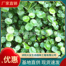 �~�X�� ��ľ����ֱ�� �A�Ų� �㹽�� ���B���u�Nֲ ����ˮ�|