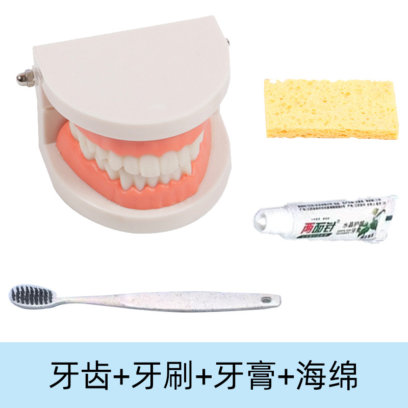 Montessori ayudas didácticas niños cepillado y lavado traje educación temprana juguetes educativos dentadura diente modelo kindergarten dientes cognitivos