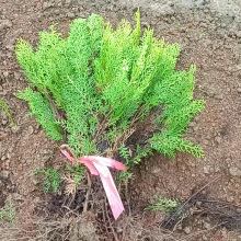 ؂ȰS^عľlļͥԺ̾GԾGh