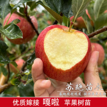 新品种嘎啦苹果树苗盆栽地栽早熟巴克艾苹果苗南北方种植当年结果