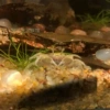 Chili crab (gray white) is not allowed to live