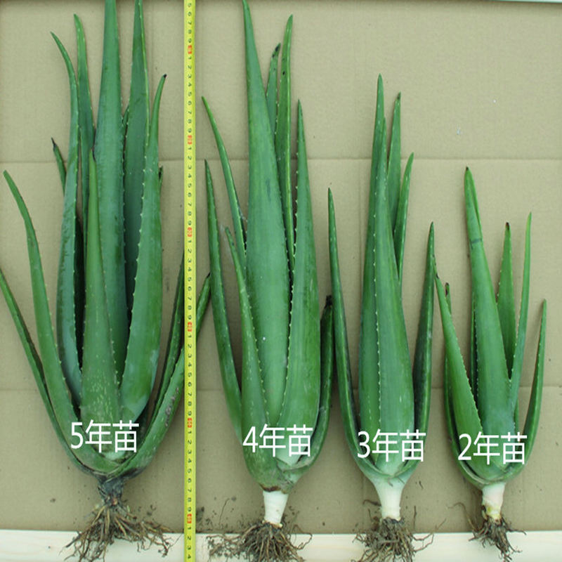Curacao Aloe Vera Seedlings Can Be Used in Beauty Salons to Hydrate the Skin and Apply Large Pieces of Indoor Flower Pots on the Face