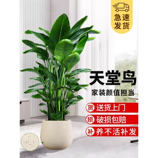 Bird of Paradise Green Plant Indoor Large Potted Living Room Office Floor Plant Big Leaf Strelitzia Reginae to Remove Formaldehyde New House