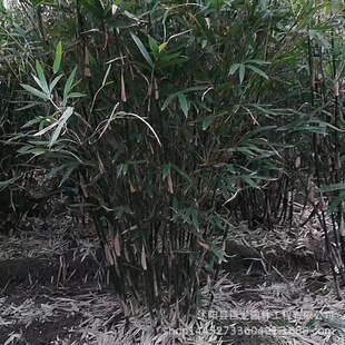 Greening Ci Xiao Bamboo, Scenic Bamboo Seedlings, Filial Bamboo, Phoenix Bamboo, Arhat Bamboo, Buddha Belly Bamboo, Courtyard Green Plants