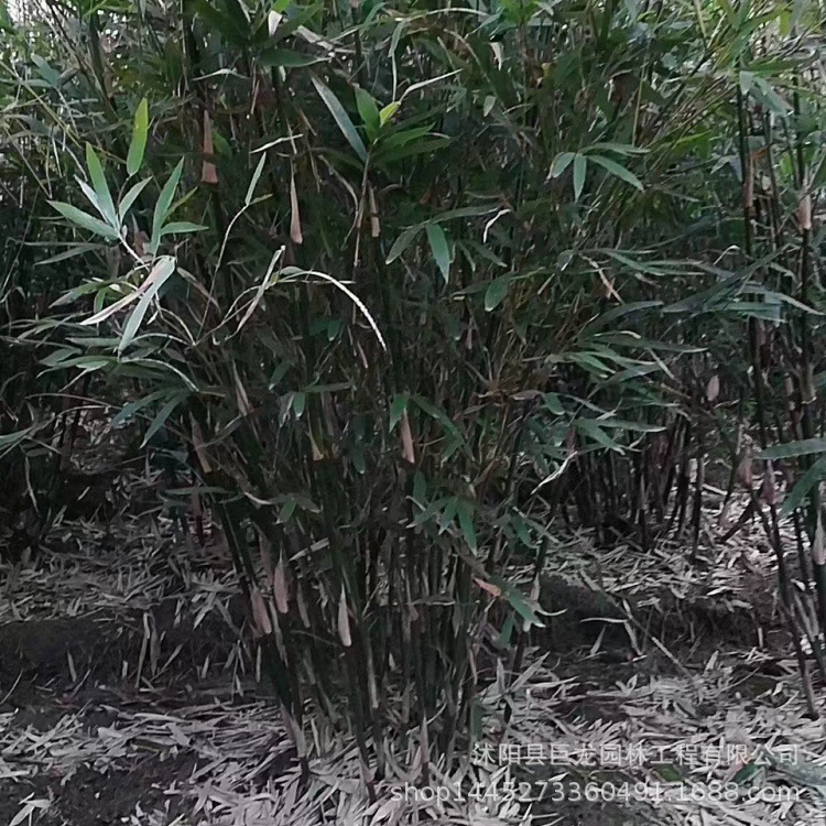 Зеленение бамбука Ци Сяо, живописные бамбуковые саженцы, филиаловый бамбук, феникс-бамбук, бамбук Луохань, бамбук Будды, зеленые растения во дворе