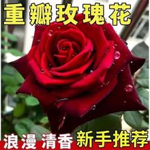 玫瑰花种子易活花种籽子绿植物四季开花鲜花种子室内盆栽室外庭院
