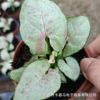 Base direct supply ｜ Milk paper dandruff fruit taro Syngonium net red and green plant potted flowers rare fun