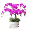 Bringing flowers Phalaenoprum flower seedlings with flower buds with flower sword orchid big seedlings living room indoor plant flowers