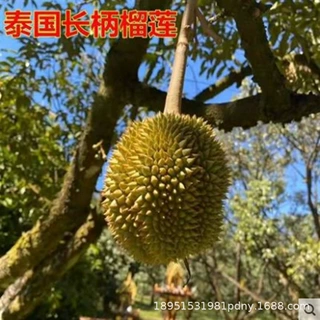 正宗榴莲果树苗改良金枕榴莲猫山王南北方盆地种当年结果苗董里红