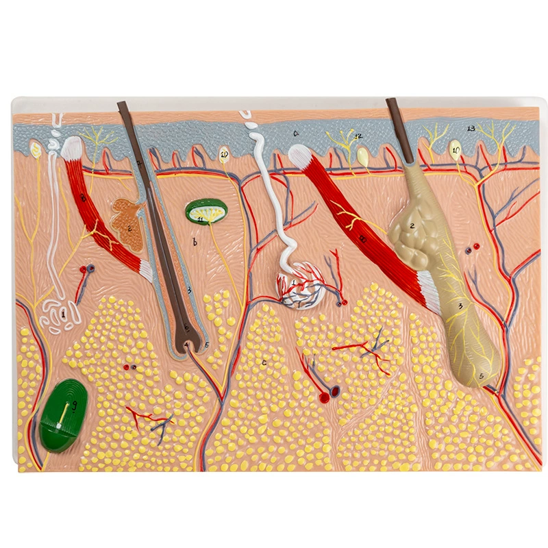 Physiological skin structure, cosmetic postoperative mold, anatomy