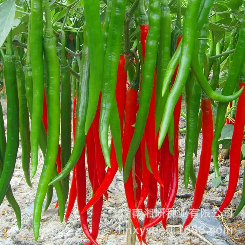 湘研深绿色青红两用线椒剁椒酱制烘干多用途 辣椒种子-湘辣七号