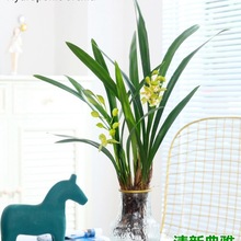 ˮ��ֲ���m��ī�mʯ���m���Կ͏d�҃���������mˮ�B�Gֲ�辰����