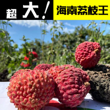 【现摘现发】海南荔枝王巨无霸无核火山岩口超大特大当季新鲜水果
