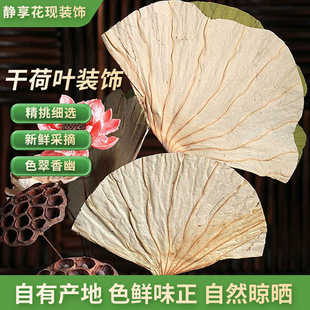 Clearance Dried Lotus Leaf Lotus Flower Lotus Flower Partner Real Flower Dried Flower Living Room Decoration Shooting Air-dried Floor Flower Art Matching Flower