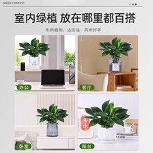 金钻盆栽大叶绿公主绿萝水培植物去甲醛室内绿植好养花卉四季常绿