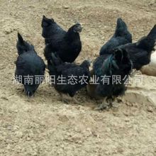 批发鸡苗活体五黑绿壳蛋鸡苗乌骨鸡小型试养支持新手养殖技术指导