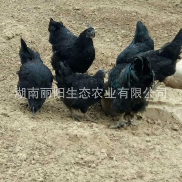 批发鸡苗活体五黑绿壳蛋鸡苗乌骨鸡小型试养支持新手养殖技术指导