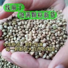 Ұɽ�|���a�� ���������ѻ����� �B�Z�W�^���Z�}�������؛��