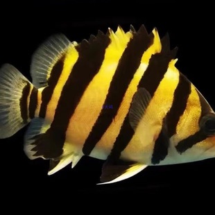 ���~���~��Ꭷ�^�p�~�K�T���D��ӡ���ļy��̩�����y�����~���~